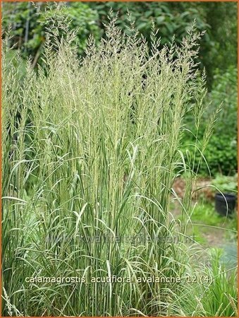 Calamagrostis acutiflora &#39;Avalanche&#39;