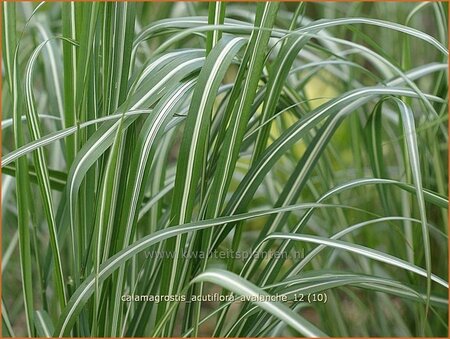 Calamagrostis acutiflora &#39;Avalanche&#39;