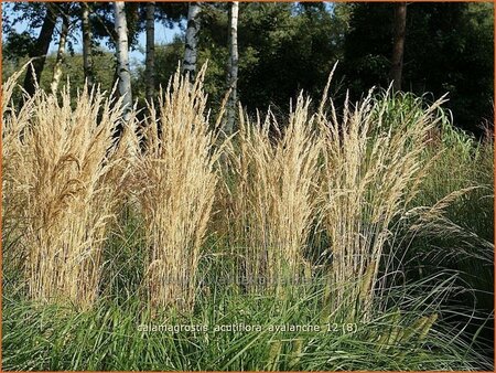 Calamagrostis acutiflora &#39;Avalanche&#39;