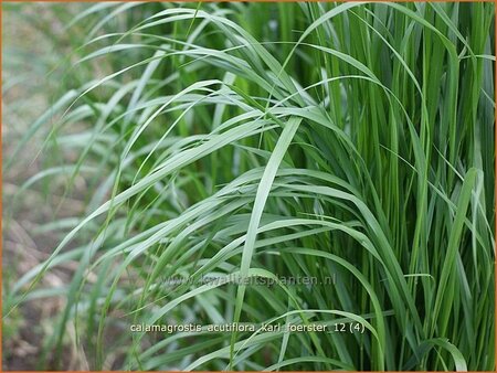 Calamagrostis acutiflora &#39;Karl Foerster&#39;