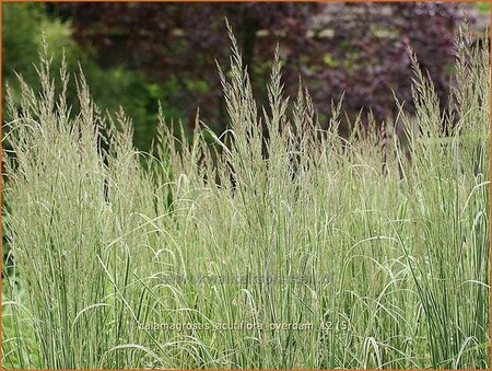 Calamagrostis acutiflora &#39;Overdam&#39;