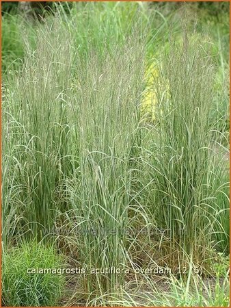 Calamagrostis acutiflora &#39;Overdam&#39;