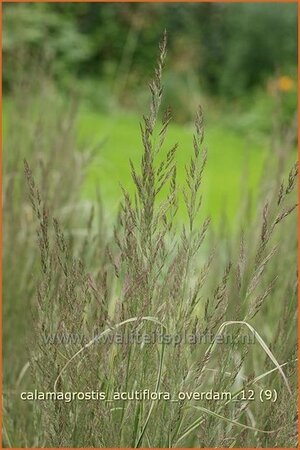 Calamagrostis acutiflora &#39;Overdam&#39;
