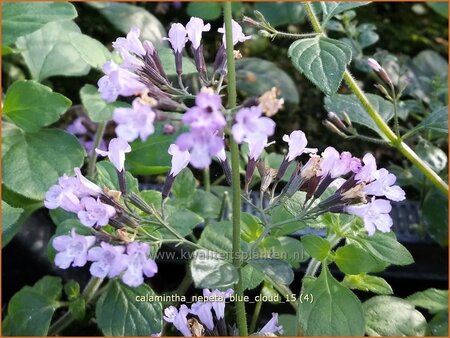 Calamintha nepeta &#39;Blue Cloud&#39;