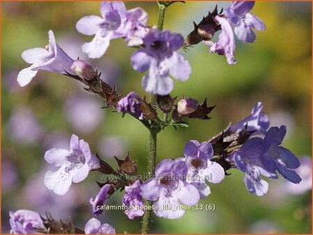 Calamintha nepeta 'Lila Riese'