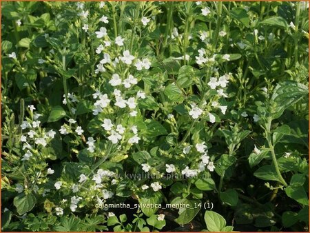 Calamintha sylvatica 'Menthe'