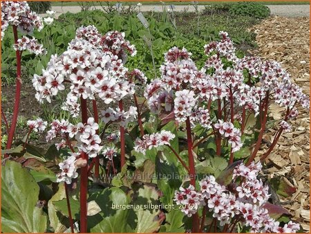 Bergenia &#39;Silberlicht&#39;