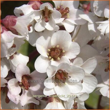 Bergenia &#39;Silberlicht&#39;