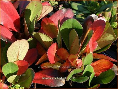 Bergenia &#39;Silberlicht&#39;