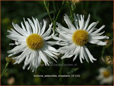 Boltonia asteroides 'Snowbank'