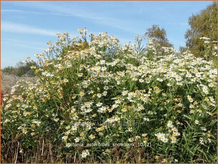 Boltonia asteroides 'Snowbank'