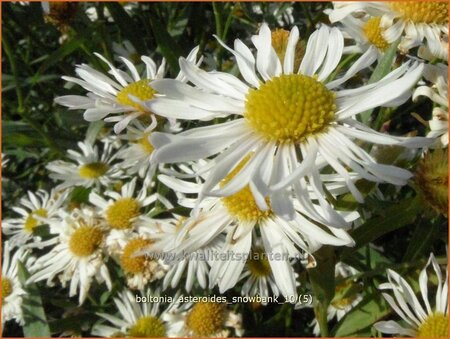 Boltonia asteroides 'Snowbank'