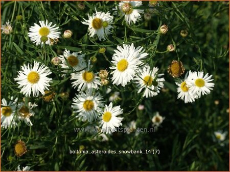 Boltonia asteroides 'Snowbank'