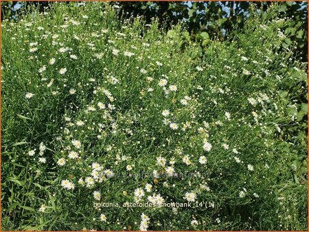 Boltonia asteroides 'Snowbank'