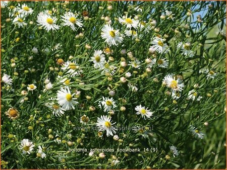 Boltonia asteroides 'Snowbank'