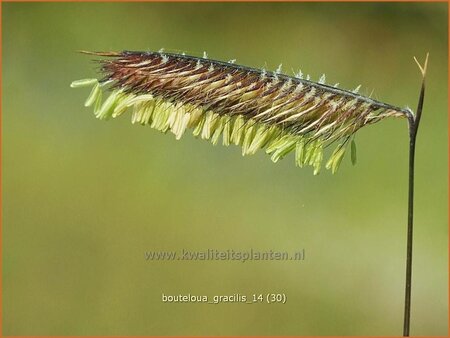 Bouteloua gracilis