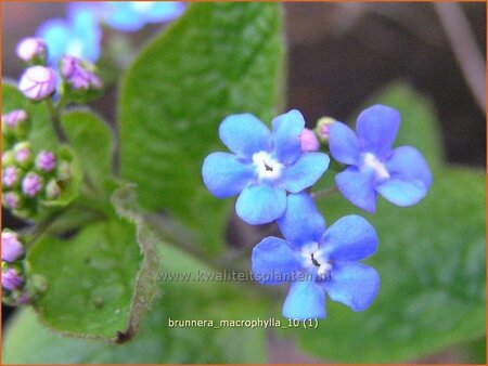 Brunnera macrophylla