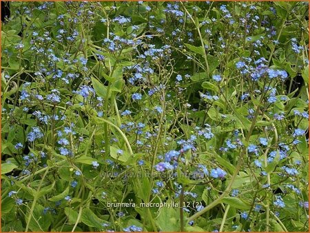 Brunnera macrophylla