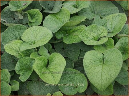 Brunnera macrophylla