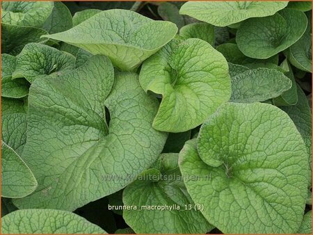 Brunnera macrophylla