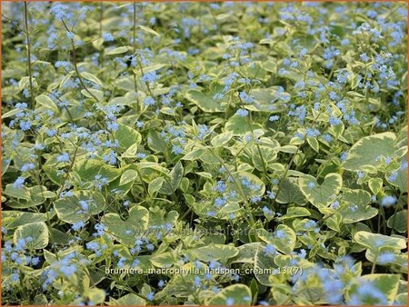 Brunnera macrophylla &#39;Hadspen Cream&#39;