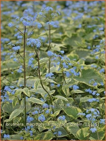 Brunnera macrophylla &#39;Hadspen Cream&#39;