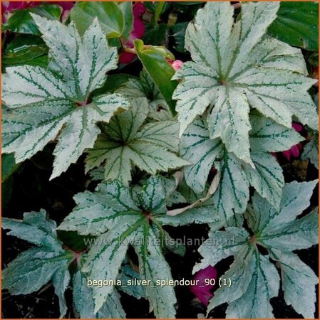 Begonia 'Silver Splendour'