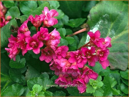 Bergenia 'Abendglut'