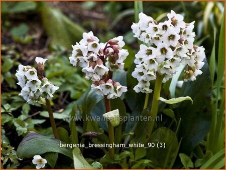 Bergenia 'Bressingham White'