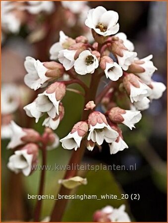 Bergenia &#39;Bressingham White&#39;