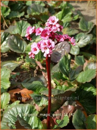 Bergenia &#39;Magic Giant&#39;