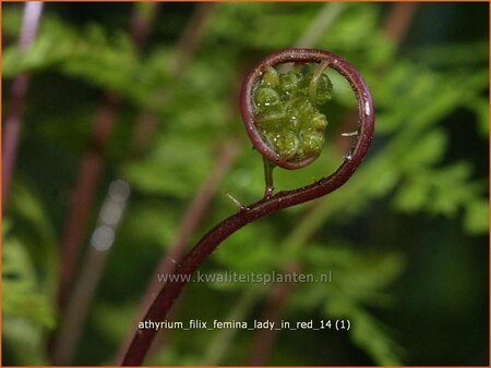 Athyrium filix-femina &#39;Lady in Red&#39;