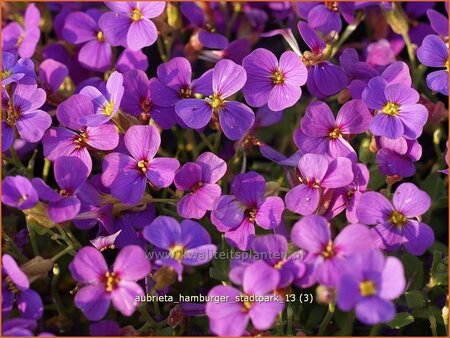 Aubrieta &#39;Hamburger Stadtpark&#39;