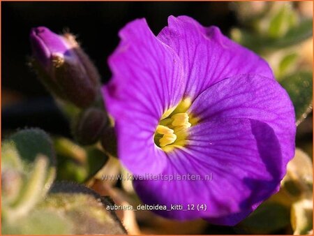 Aubrieta &#39;Kitte&#39;