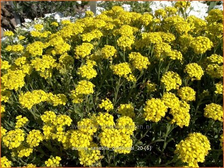 Aurinia saxatilis &#39;Goldkugel&#39;