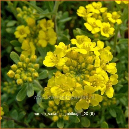 Aurinia saxatilis &#39;Goldkugel&#39;