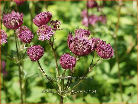 Astrantia major &#39;Moulin Rouge&#39;