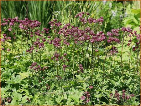 Astrantia major &#39;Moulin Rouge&#39;