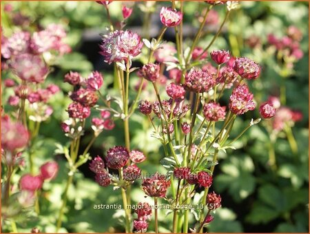 Astrantia major &#39;Moulin Rouge&#39;