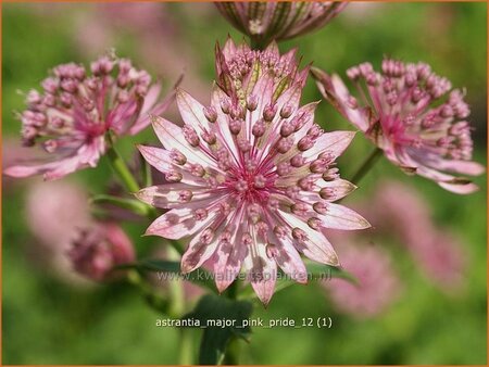 Astrantia major &#39;Pink Pride&#39;