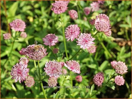 Astrantia major &#39;Pink Pride&#39;