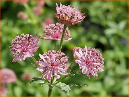 Astrantia major &#39;Pink Pride&#39;