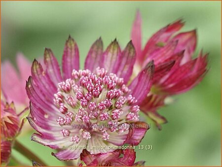 Astrantia major 'Primadonna'