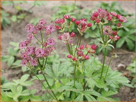 Astrantia major 'Primadonna'