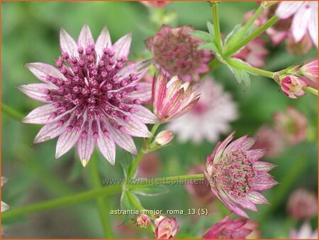 Astrantia major 'Roma'