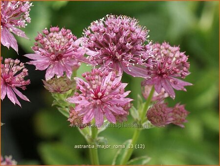 Astrantia major 'Roma'