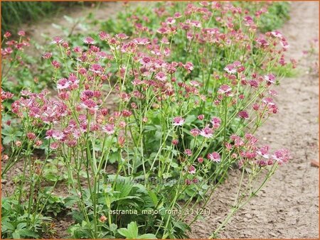 Astrantia major &#39;Roma&#39;