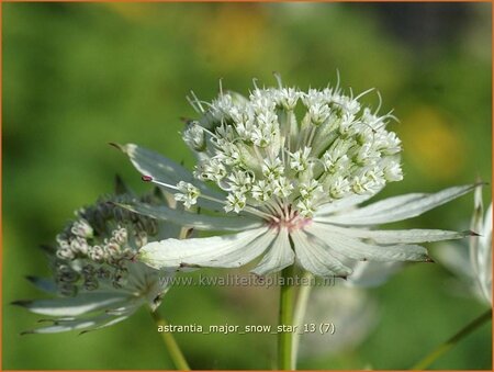 Astrantia major 'Snow Star'