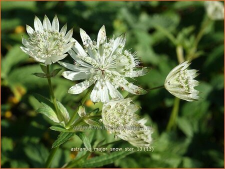 Astrantia major 'Snow Star'