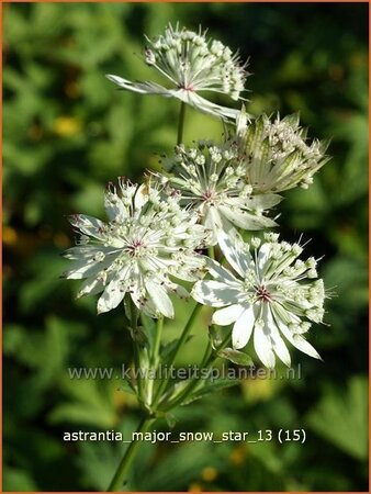 Astrantia major 'Snow Star'
